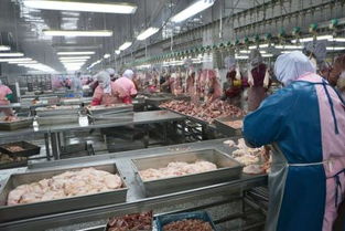 怎么開食品廠