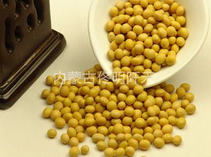黃豆圖片,黃豆高清圖片 內蒙古佟明阡禾食品有限責任公司,