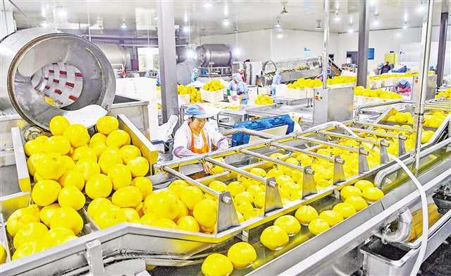 秭歸屈姑國際農業集團員工在果蔬自動化加工生產線上加工番茄.